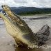 crocodile_american_tar_h_1097_cos2043.jpg